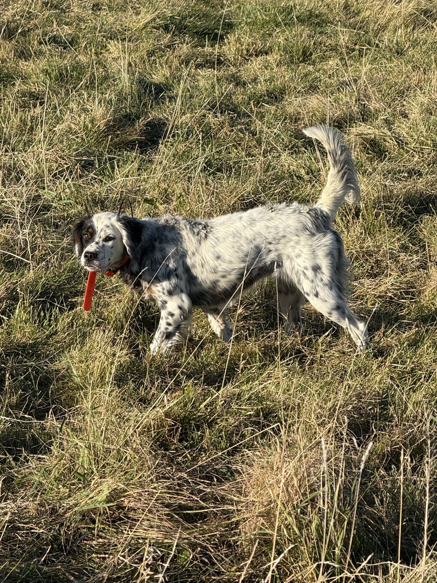Llewellin setter female