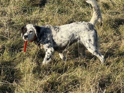 Llewellin setter female