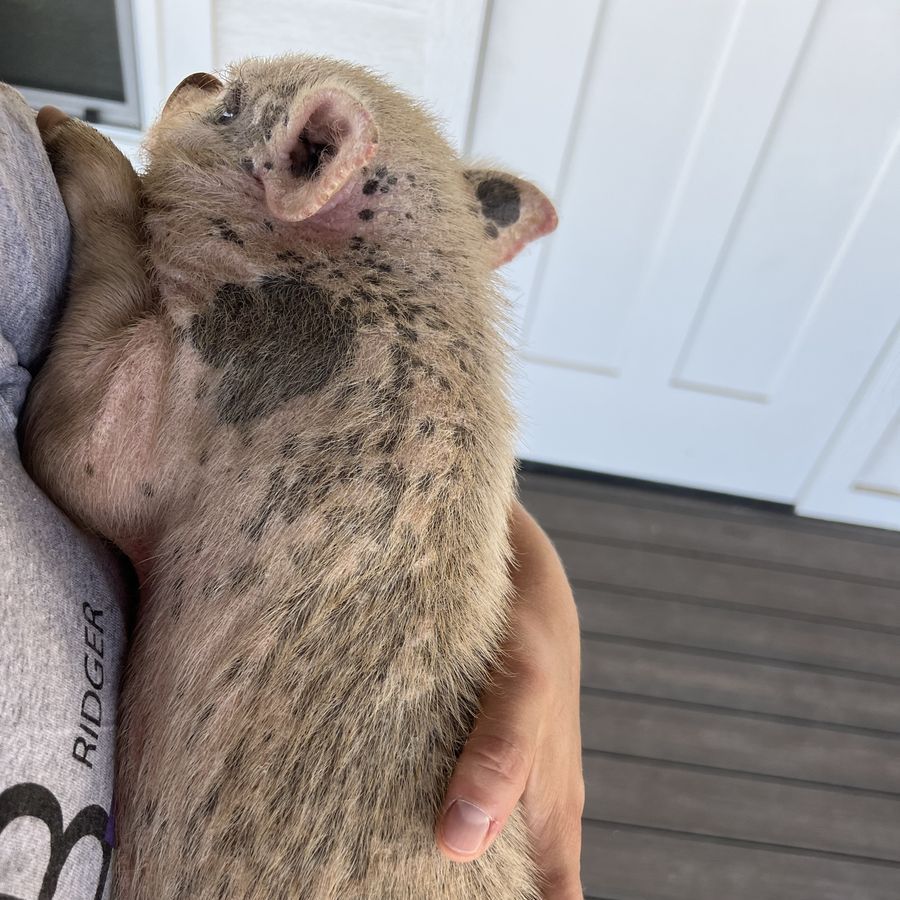 Male mini Juliana pig