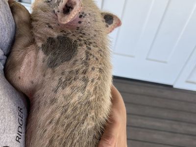 Male mini Juliana pig