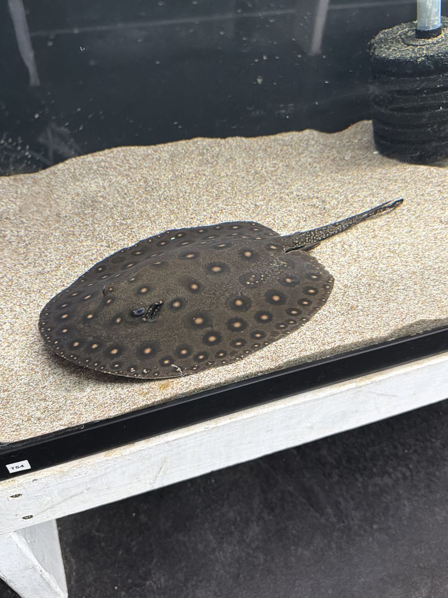 Motoro Stingray