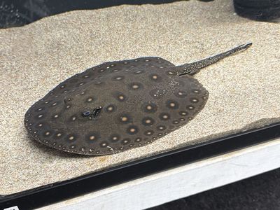 Motoro Stingray