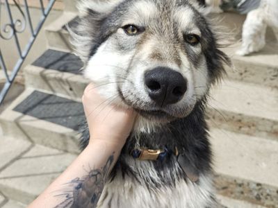 Husky, german shepard mix