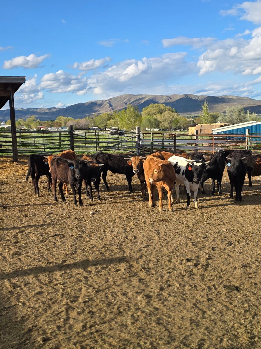 15 Head mixed Steers, Heifers And 1 Bull
