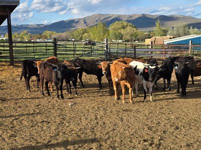 15 Head mixed Steers, Heifers And 1 Bull