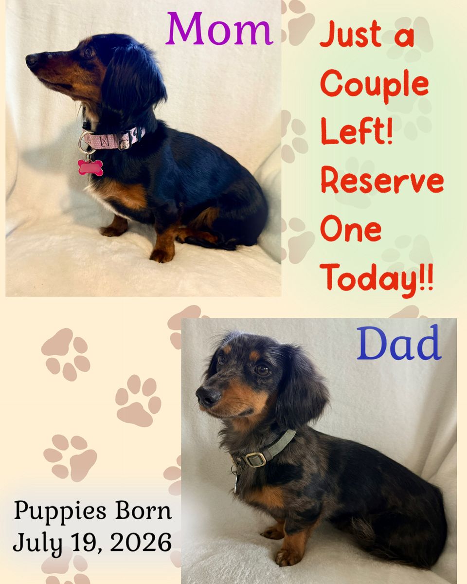 Miniature Dachshund Puppies - Going Fast!