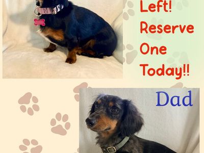 Miniature Dachshund Puppies - Going Fast!