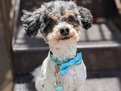 Happy Sidekick Adventure Buddy, 4 yr old Toy Labradoodle, 9.5lbs, Neutered