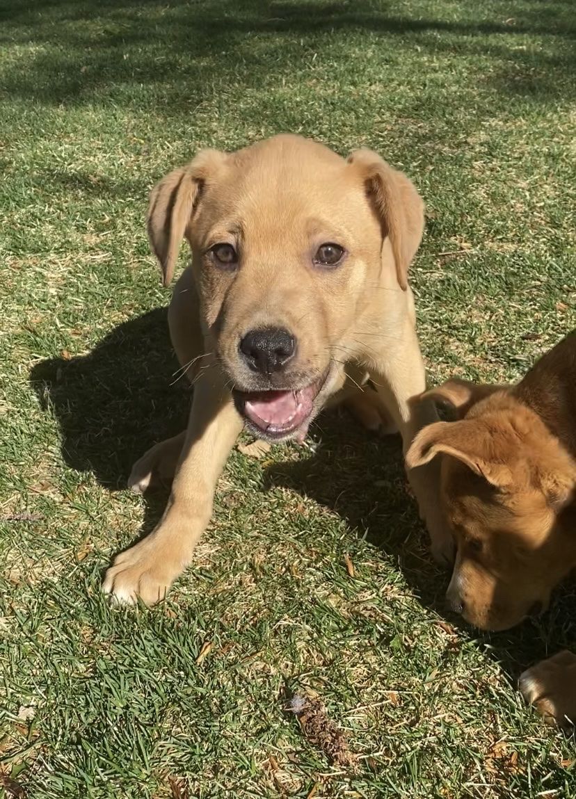 Cane Pitsky Puppy (Male)