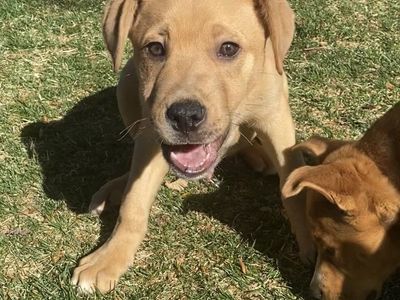 Cane Pitsky Puppy (Male)