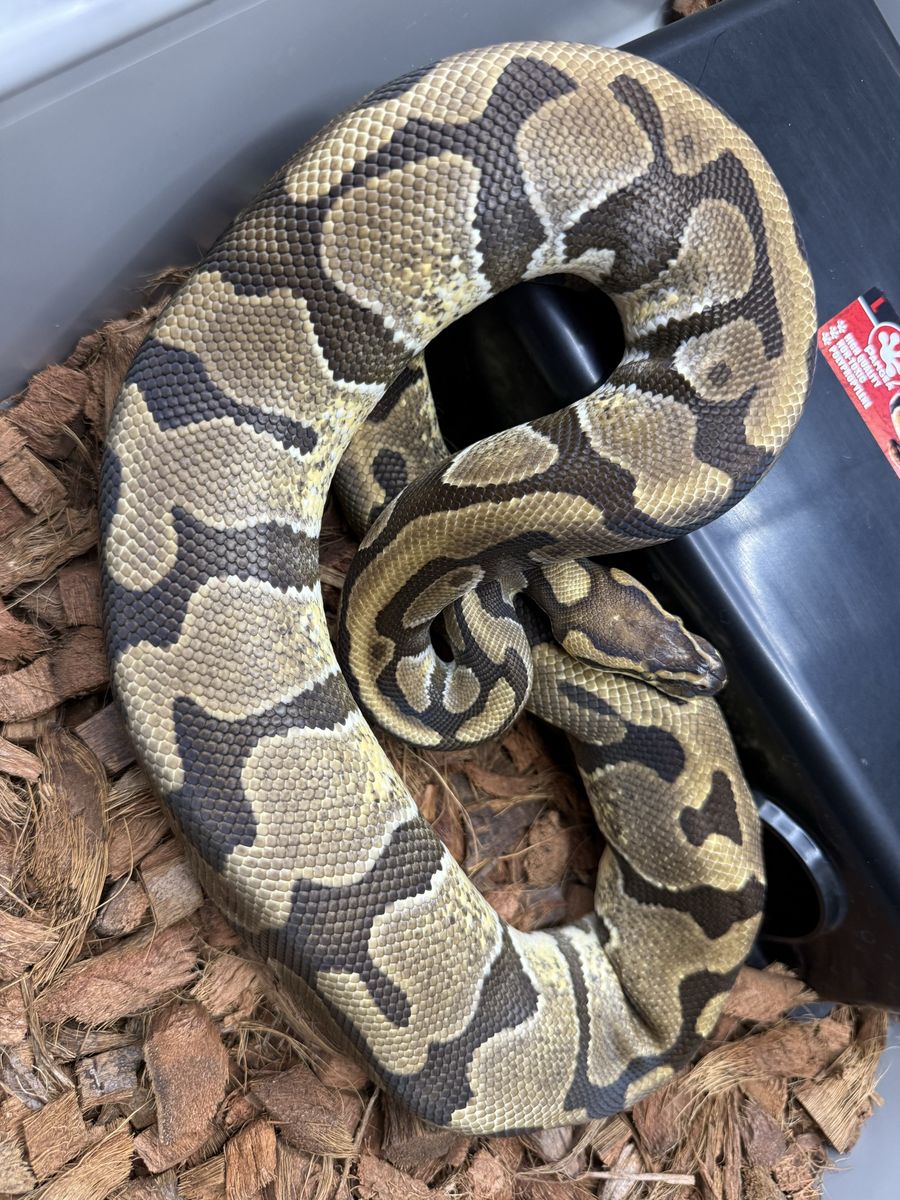 RTB Female: DH Clown Pied