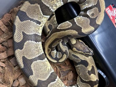 RTB Female: DH Clown Pied