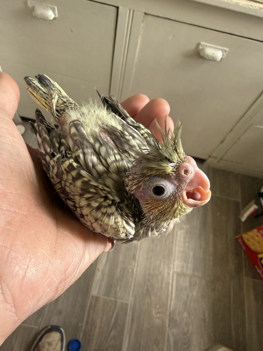 Baby Cockatiel - Hand-feeding Required