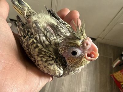 Baby Cockatiel - Hand-feeding Required