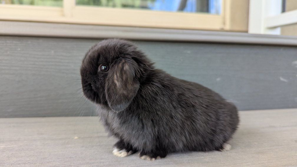 Tiny Purebred Holland Lop Doe