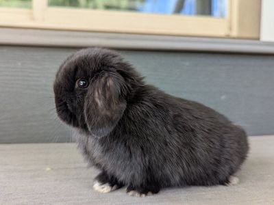 Tiny Purebred Holland Lop Doe