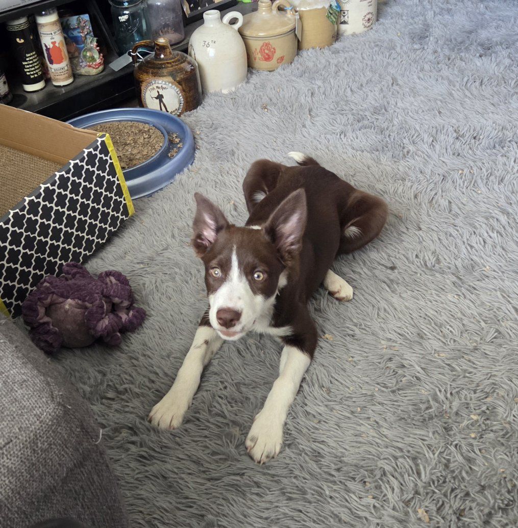 border collie/basenji