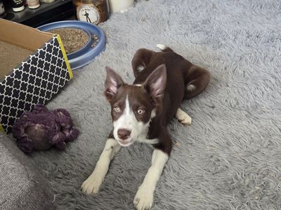 border collie/basenji