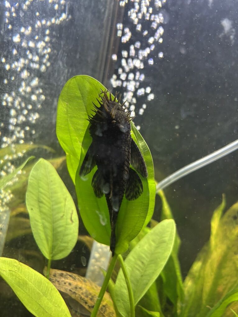 Bristlenose Pleco