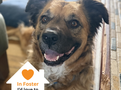 Hello my name is Bellamy