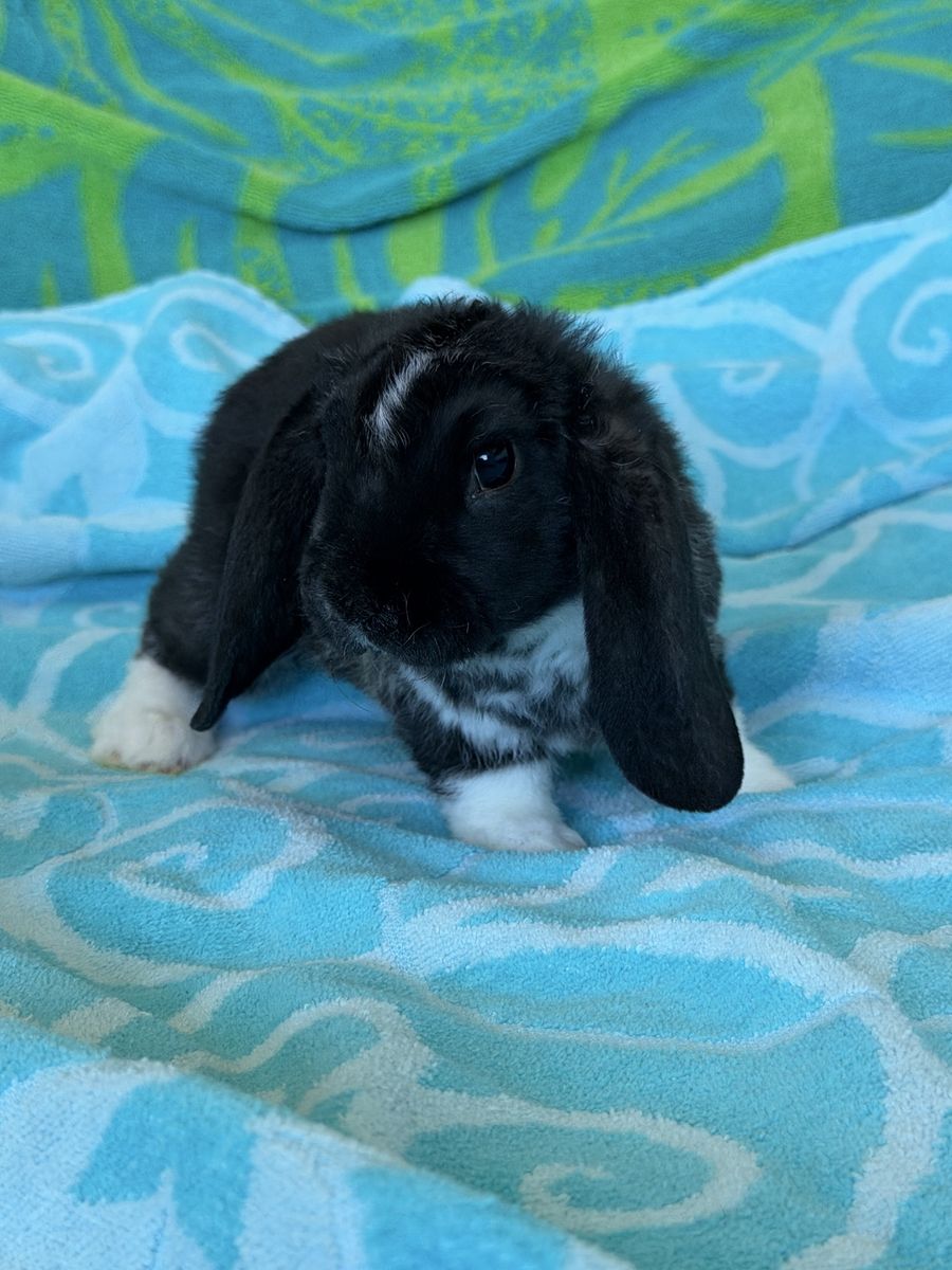 Adorable Mini Plush Lop Bunnies for Sale