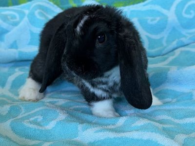 Adorable Mini Plush Lop Bunnies for Sale