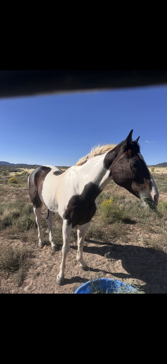 8 yr old gelding