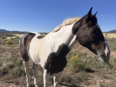 8 yr old gelding