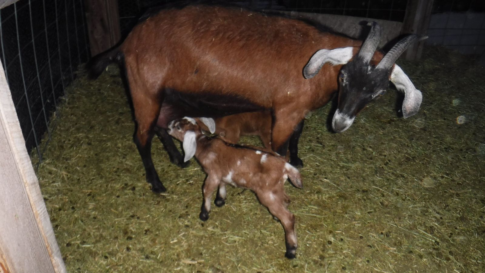 Nubian / Alpine mix 2 year old dairy goat with kids $600 obo