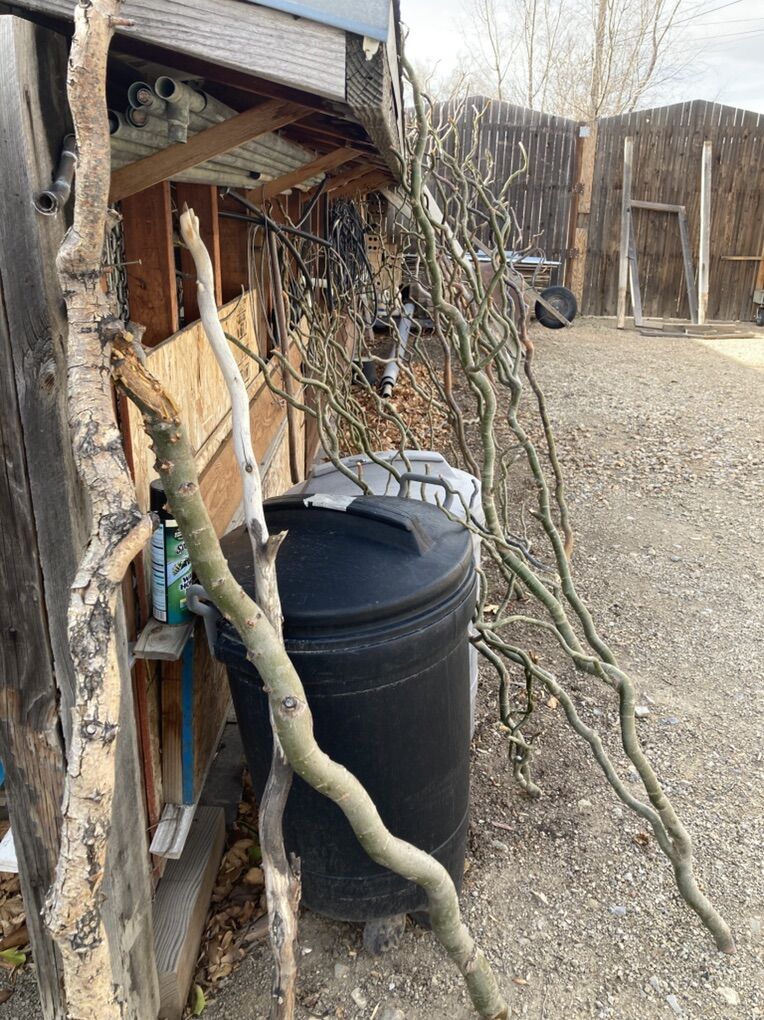Tree Like Corkscrew Willow Branches