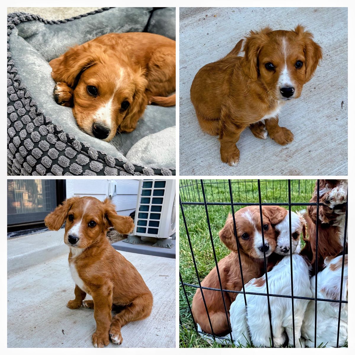Mini Cavapoo male red