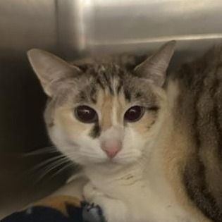 Hello my name is Star