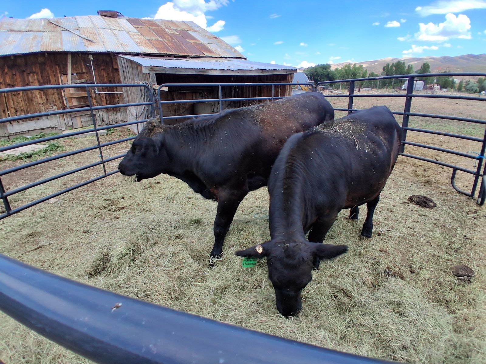 Heifers Angus just Bred