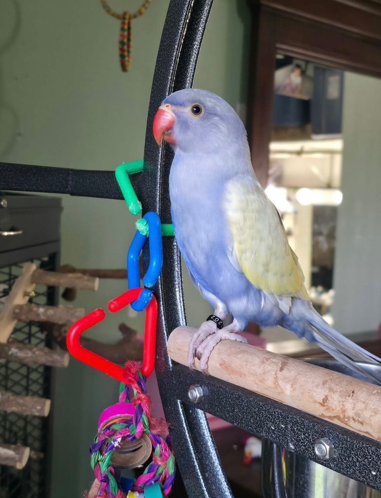 Violet Baby Indian Ringneck
