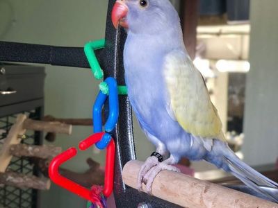 Violet Baby Indian Ringneck
