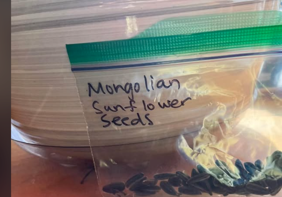 Sunflower Seeds for big Mongolian Sunflowers - heirloom