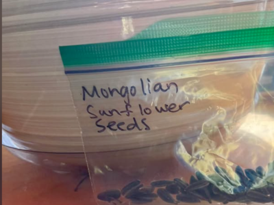 Sunflower Seeds for big Mongolian Sunflowers - heirloom