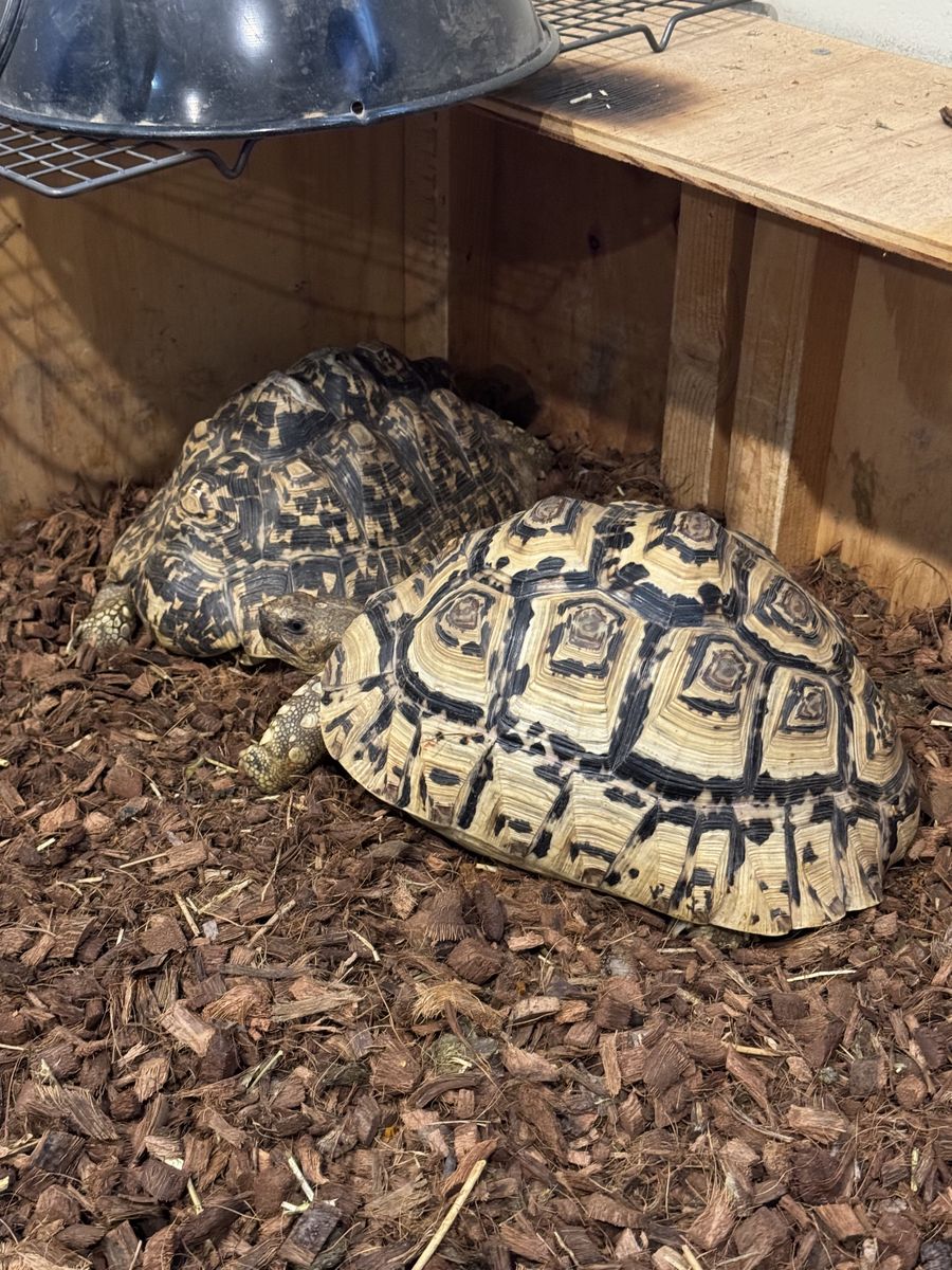 Leopard Tortoises - Group of 3