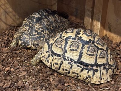 Leopard Tortoises - Group of 3