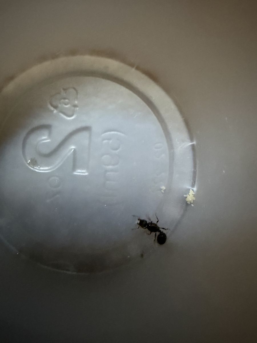 Live Ant with Larvae - Pet Ant Colony Starter