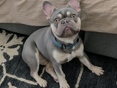 AKC French Bulldog Puppy - Lilac & Creme Frenchie one year old