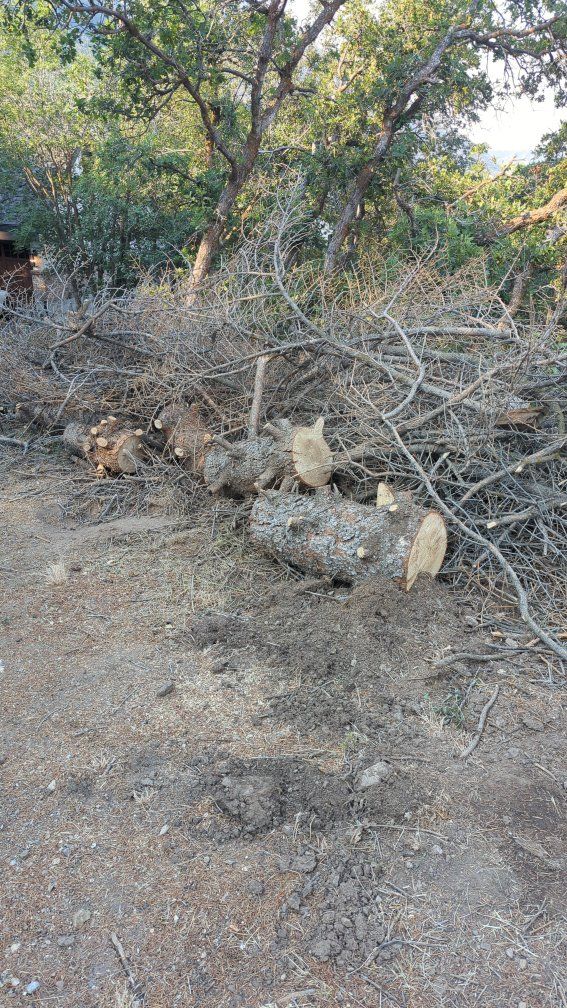free firewood spruce tree