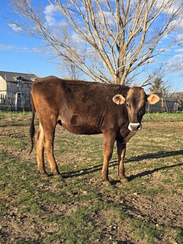 Swiss Brown Dairy Cow - Healthy & Productive