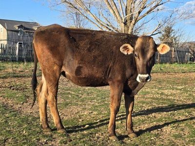 Swiss Brown Dairy Cow - Healthy & Productive