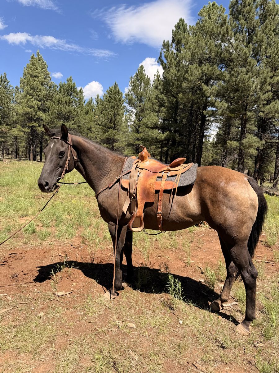 Grulla Quarter Horse Mare