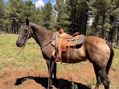 Grulla Quarter Horse Mare