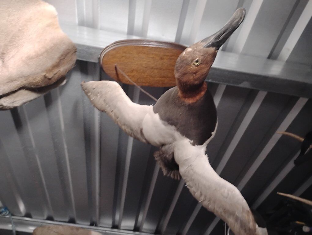 drake canvasback