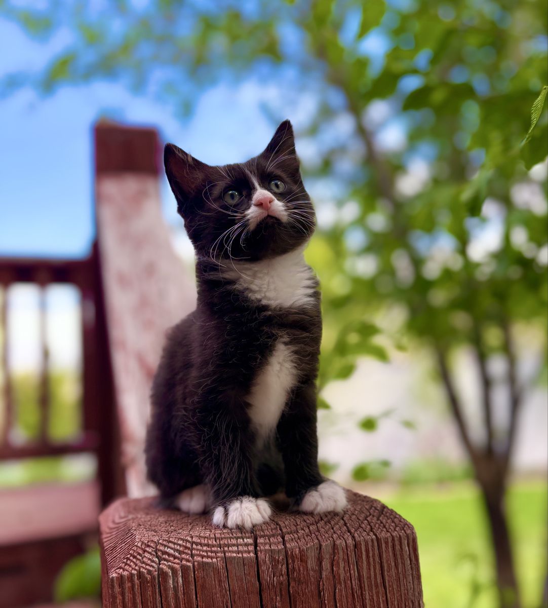 Adorable 3-Legged  Long-Haired Tuxedo Kitten! Litter box trained, vaccinated, healthy, and loved!