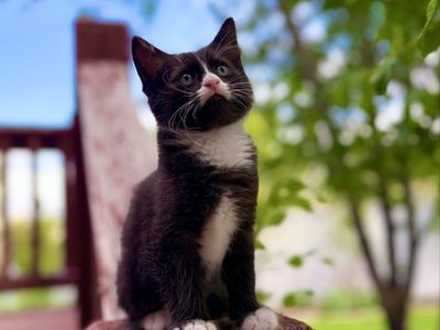 Adorable 3-Legged Long-Haired Tuxedo Kitten! Litter box trained, vaccinated, healthy, and loved!