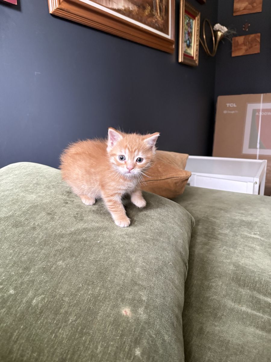 Playful 8-Week-Old Orange Kitten - 1/4 Persian Mix